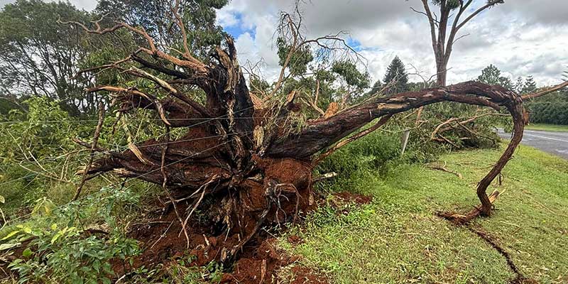 emergency tree services
