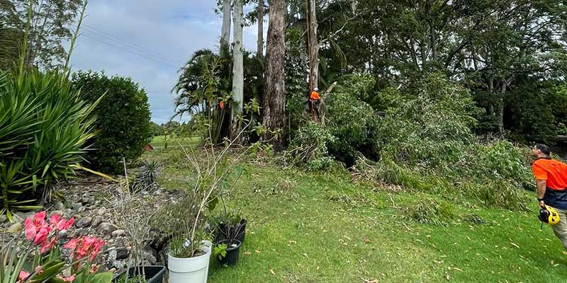 revegetation services