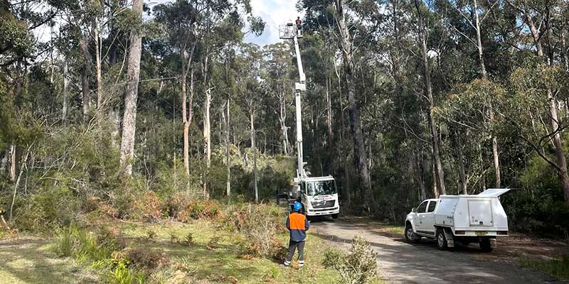 tree inspections reports