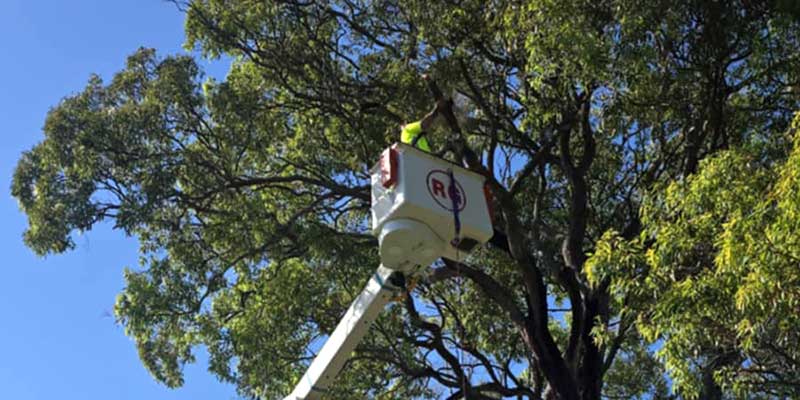 tree maintenance
