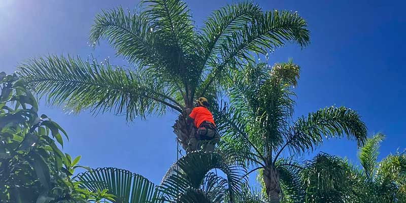 tree pruning