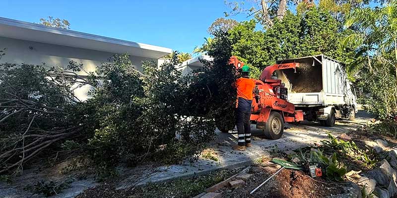 tree removal tree chipping